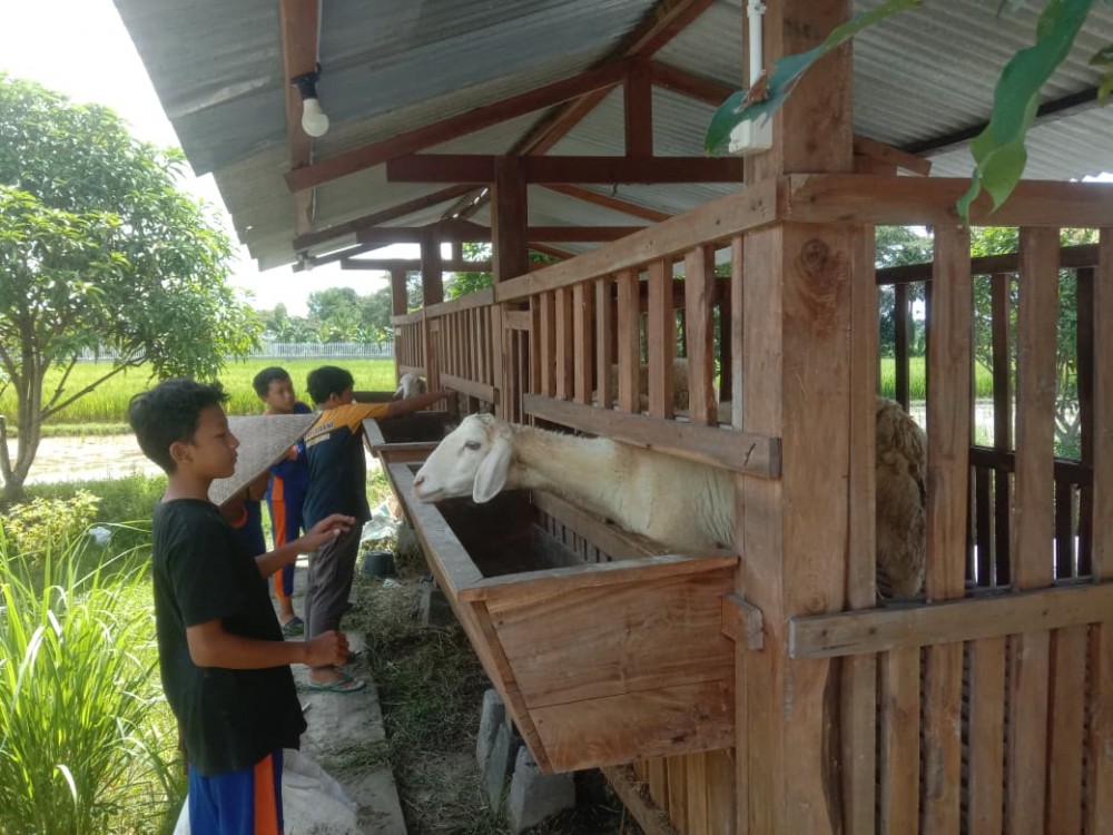 Magang Bakat SDIT Alam Nurul Islam, Siswa Belajar Pertanian Terpadu di Seyegan